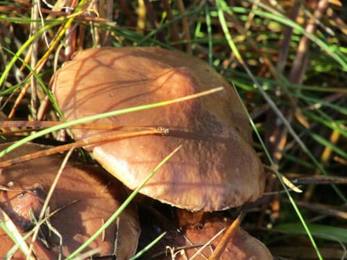 Chroogomphus