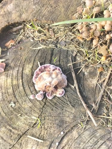 Chrząstkoskórnik purpurowy