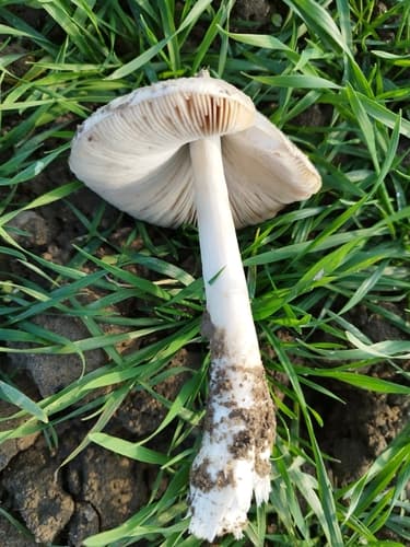 Pochwiak okazały