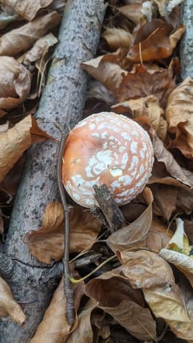 Amanita muscaria muscaria