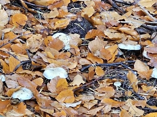 Pieczarkowce