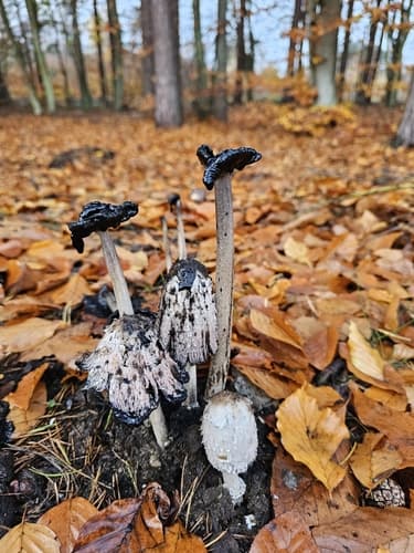 Czernidłak kołpakowaty