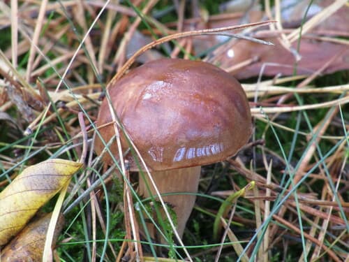 Podgrzybek brunatny