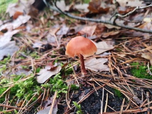 Lakówka pospolita