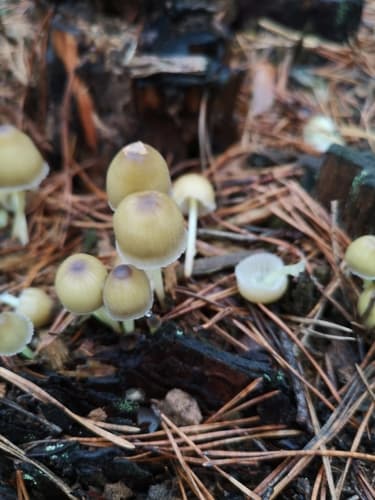 Grzybówka cytrynowa