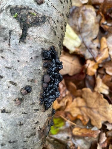 Kisielnica trzoneczkowa