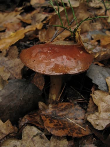 Podgrzybek brunatny