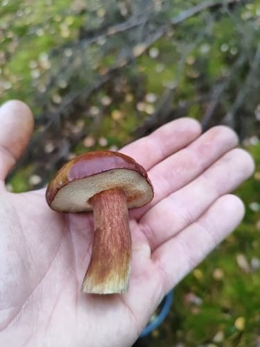 Podgrzybek brunatny