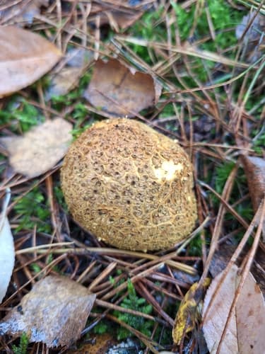 Tęgoskór cytrynowy