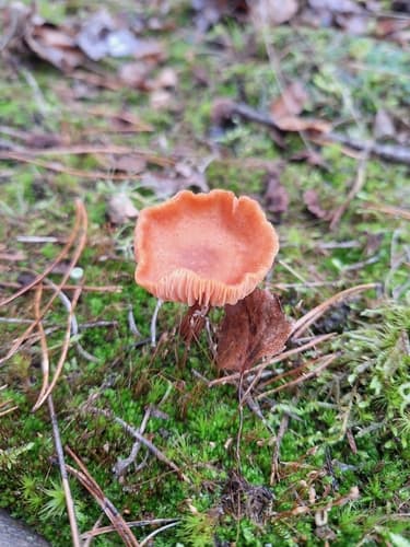 Lakówka pospolita