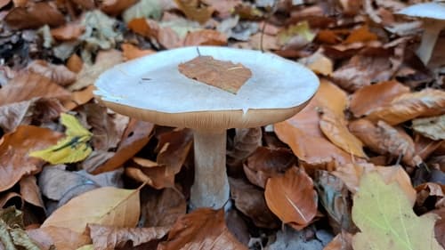 Lejkówka szarawa