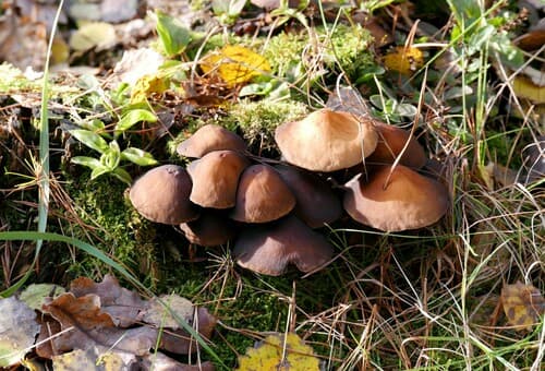 kruchawica aksamitna