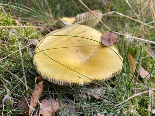 Gołąbek jasnożółty
