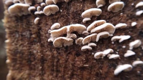 Cheimonophyllum haedinum