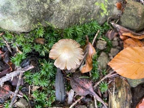 Inocybe