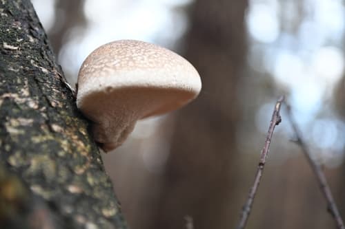 Białoporek brzozowy