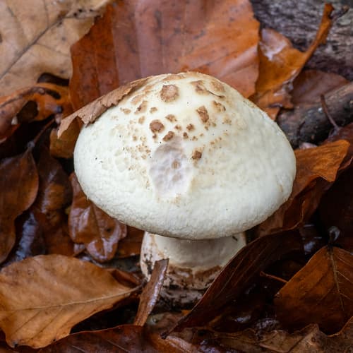 Muchomor cytrynowy