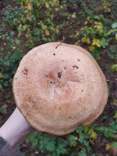 Krowiak podwinięty