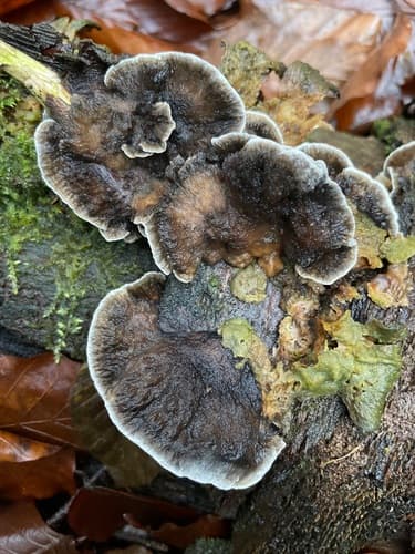 Szaroporka podpalana