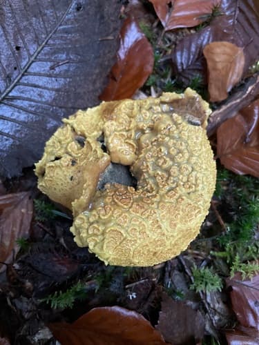Tęgoskór cytrynowy