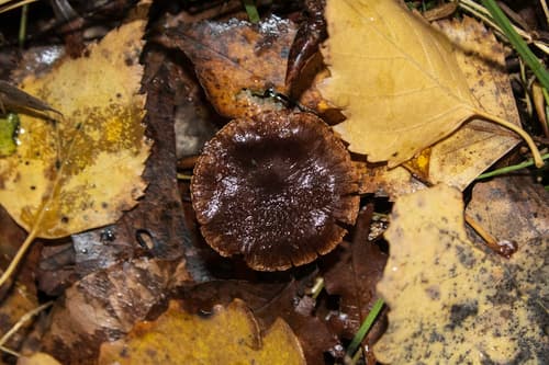 Telamonia