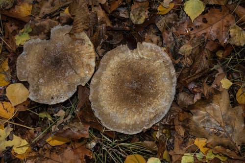 Gołąbek czarniawy