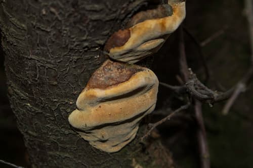 Czyreń śliwowy