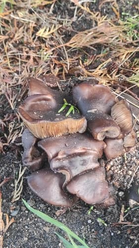 Kępkowiec jasnobrązowy