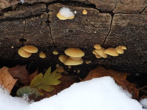 Crepidotus