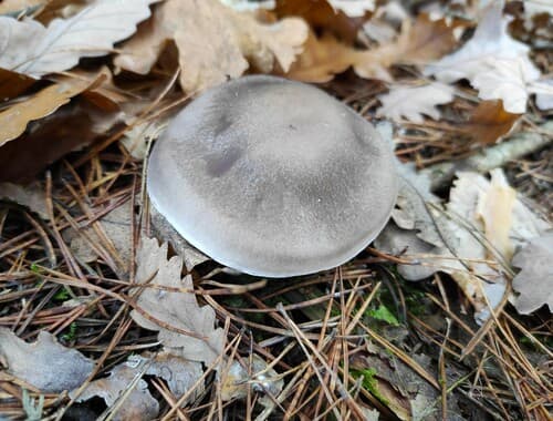 Pieczarkowce