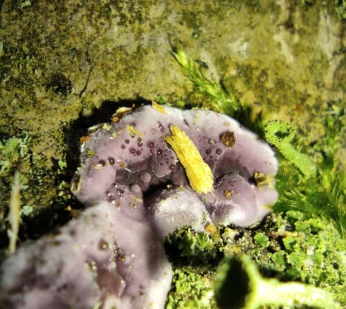 Cyphellaceae