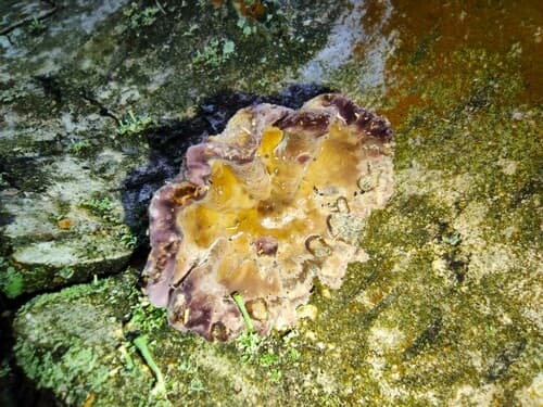 Cyphellaceae
