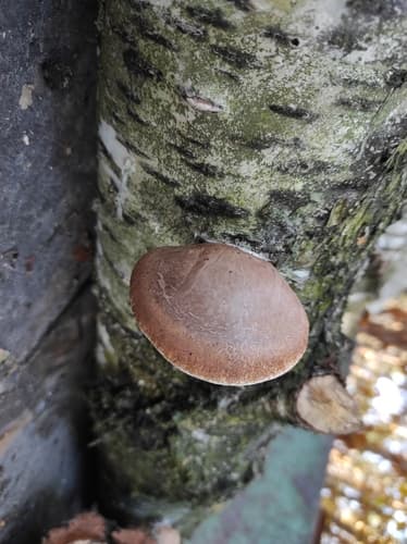 Białoporek brzozowy