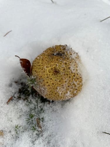 Tęgoskór cytrynowy