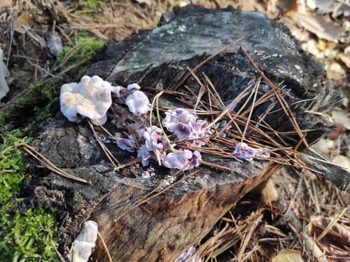 Chrząstkoskórnik purpurowy
