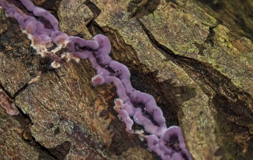 Chrząstkoskórnik purpurowy