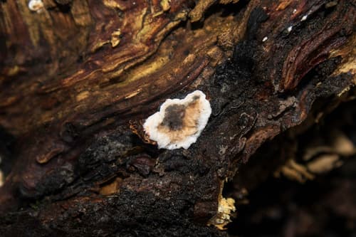 Peniophora albobadia