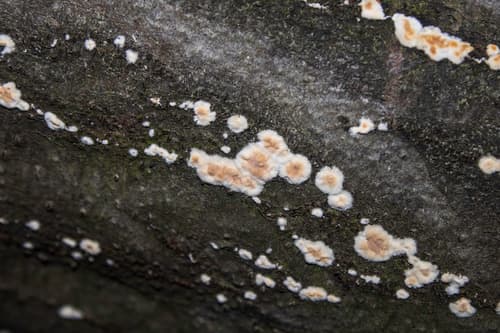 Cylindrobasidium