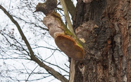 Guzoczyrka dębowa