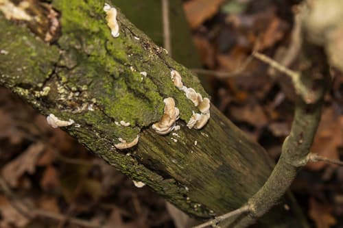 Steccherinaceae