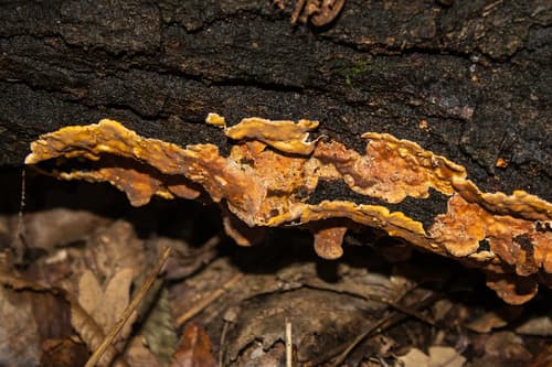 Xylobolus subpileatus