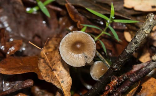 grzybówka chlorowonna