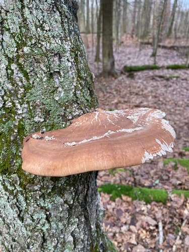 Białoporek brzozowy