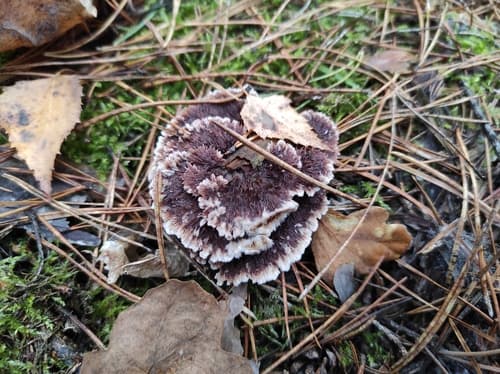 Chropiatka pospolita