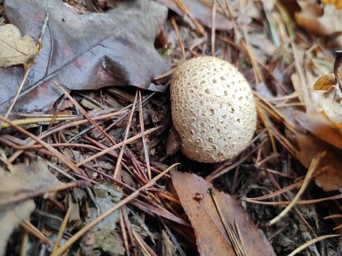 Tęgoskór cytrynowy