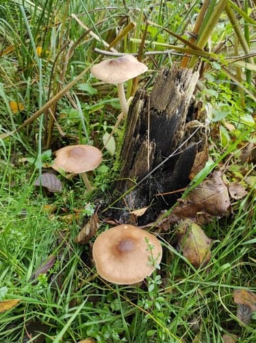 Drobnołuszczak