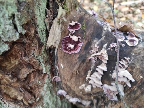 Chrząstkoskórnik purpurowy