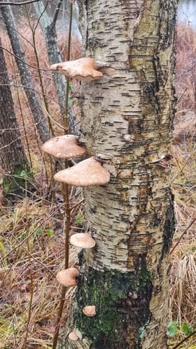Białoporek brzozowy
