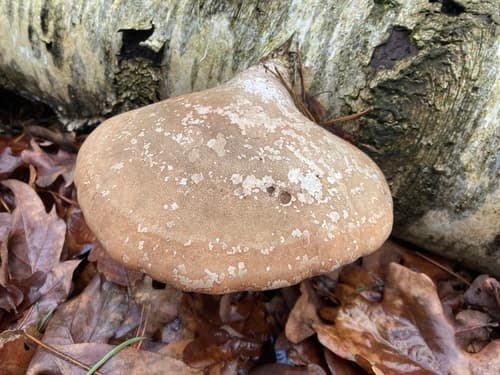 Białoporek brzozowy