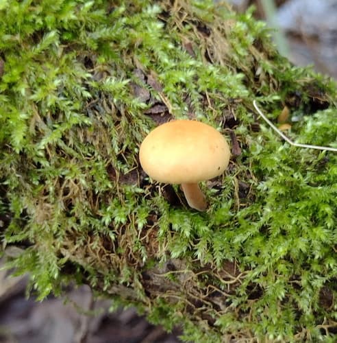 Płomiennica
